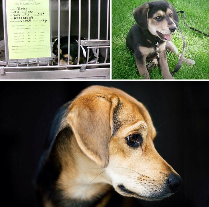 German-Shepherd-Puppy-Shelter-Dog